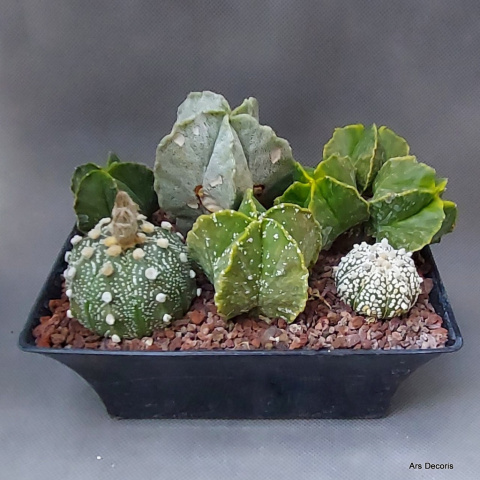 Komp. z Astrophytum (2) SU-080 Komp. z Astrophytum (2) SU-080