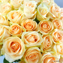 Róże morelowe długie od 5 do 100 szt.