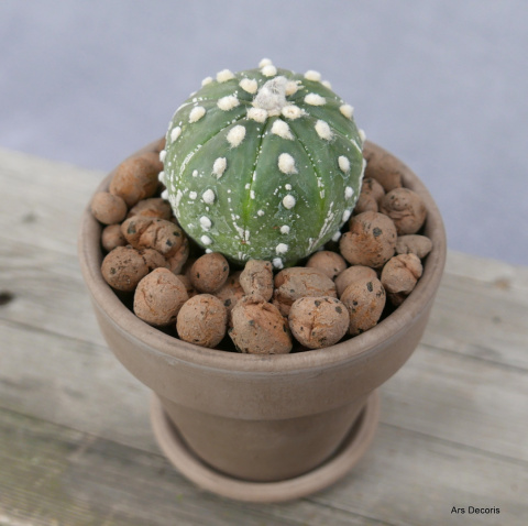 Astrofytum asterias D11 cm SU-044 Astrofytum asterias D11 cm SU-044