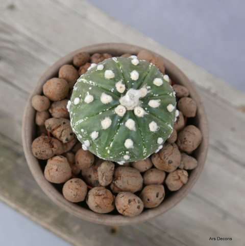 Astrofytum asterias D11 cm SU-044 Astrofytum asterias D11 cm SU-044