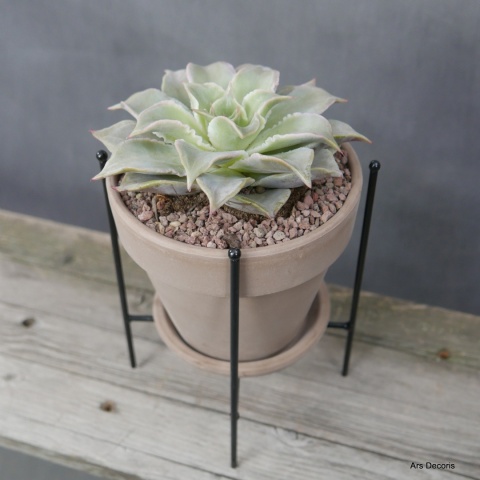 Eszeweria D13 cm SU-030 Eszeweria D13 cm SU-030