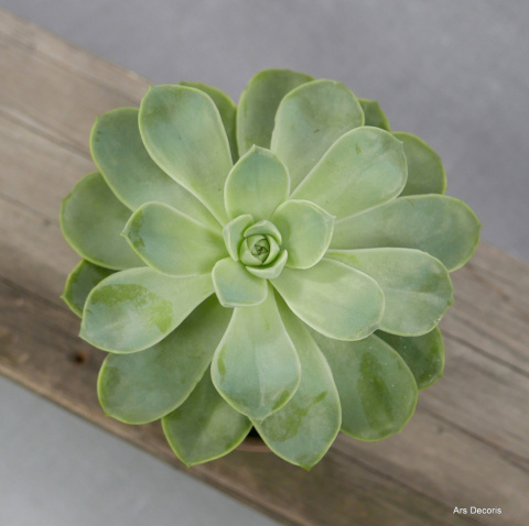 Eszeweria D13 cm SU-040 Eszeweria D13 cm SU-040