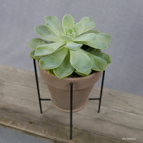 Eszeweria D13 cm SU-040 Eszeweria D13 cm SU-040
