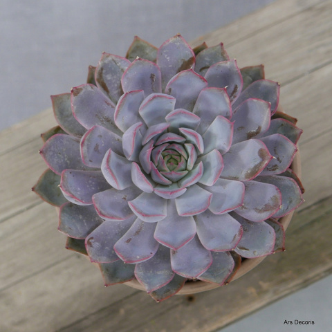 Eszeweria D13 cm SU-042 Eszeweria D13 cm SU-042