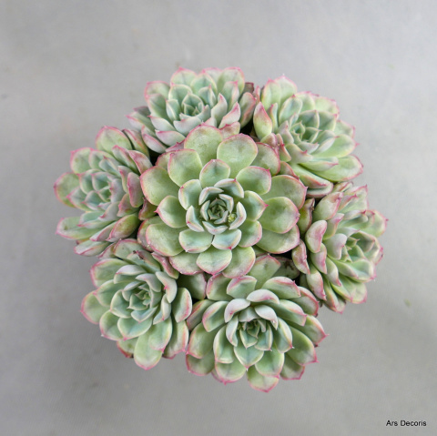 Eszeweria D15 cm SU-031 Eszeweria D15 cm SU-031