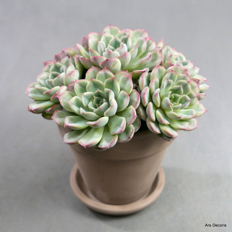 Eszeweria D15 cm SU-031 Eszeweria D15 cm SU-031
