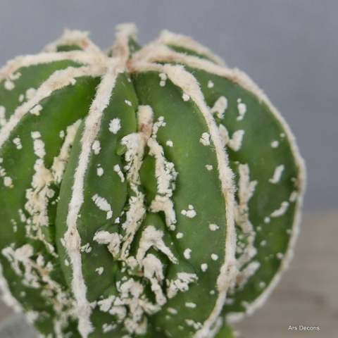 Astrofytum fukuryu D11 cm SU-024 Astrofytum fukuryu D11 cm SU-024