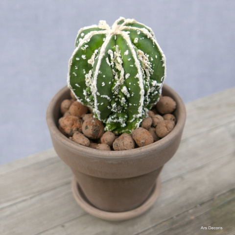 Astrofytum fukuryu D11 cm SU-024 Astrofytum fukuryu D11 cm SU-024