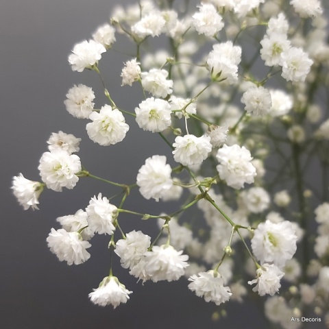 Gipsówka BI-107-10 .......................... od 5 do 50 gałazek, wybór koloru