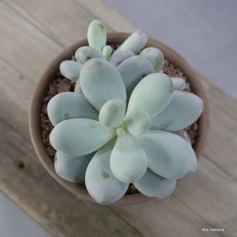 Kamień Księżycowy D11 cm SU-020 Kamień Księżycowy D11 cm SU-020