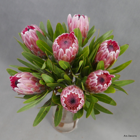 Protea bukiet ................. BI-052-20 ... od 5 do 40 szt Protea bukiet ................. BI-052-20 ... od 5 do 40 szt