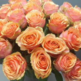 Róże herbaciane 60 cm BR-026-12 . od 5 do 100 szt.