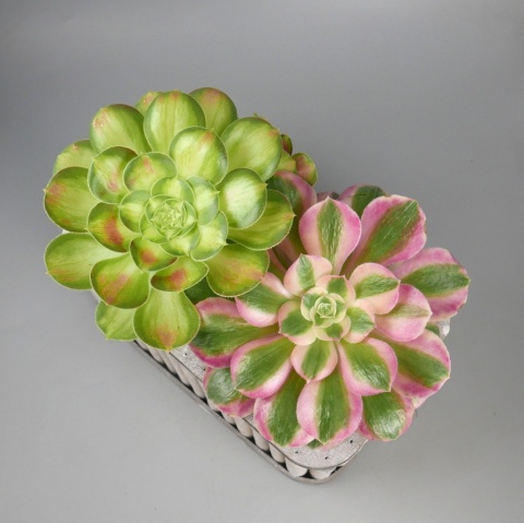 Aeonium kompozycja RD - 001