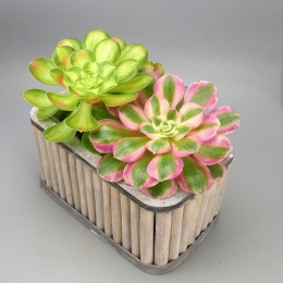 Aeonium kompozycja RD - 001