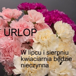 Goździki - różne kolory ... BI-034-08... od 5 do 100 szt