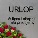 Goździki - różne kolory ... BI-034-08... od 5 do 100 szt