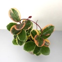 Hoya australis 'Blondie' RD - 010