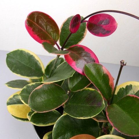 Hoya australis 'Blondie' RD - 010